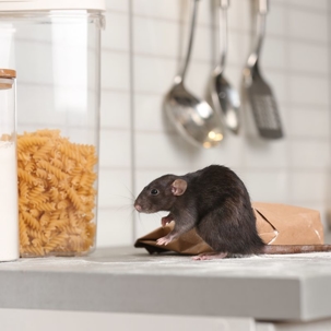 rat in the kitchen