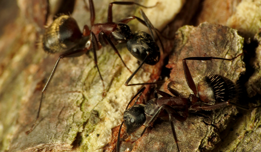 Carpenter Ants