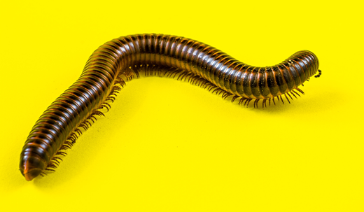 millipede