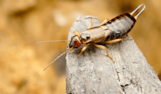 earwig