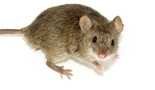 house mouse